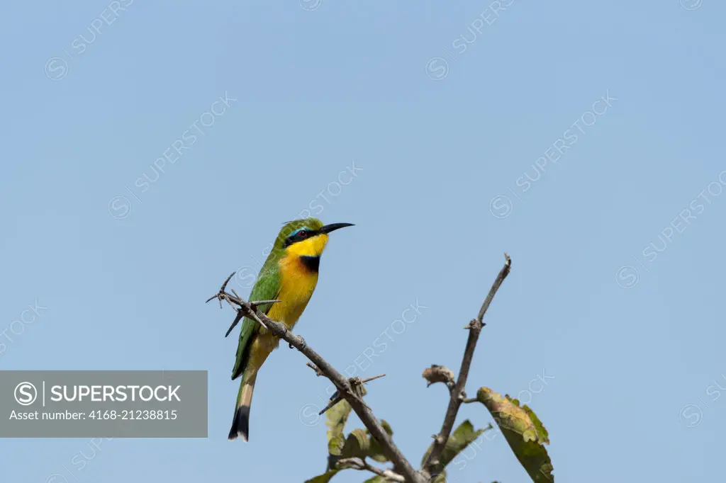 A Little bee-eater (Merops pusillus) is perched on a bush in South Luangwa National Park in eastern Zambia.