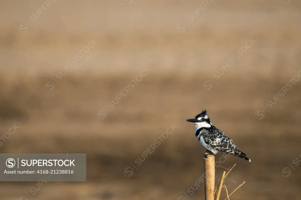 A pied kingfisher (Ceryle rudis) is perched a tree stump along the shore of the Luangwa River in South Luangwa National Park in eastern Zambia.