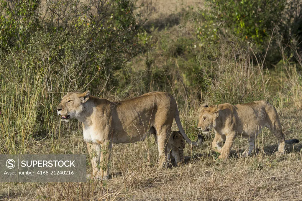 Lioness (Panthera leo) and a cub in the Masai Mara National Reserve in Kenya.