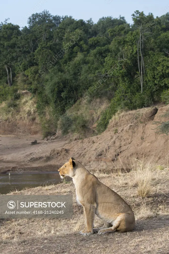 A lioness (Panthera leo) on the banks of the Mara River in the Masai Mara National Reserve in Kenya.