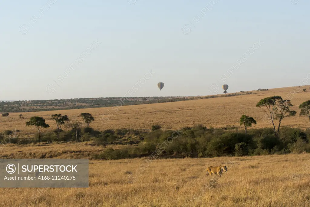 Lions (Panthera leo) walking through the grasslands of the Masai Mara National Reserve in Kenya with hot air balloons in the background.