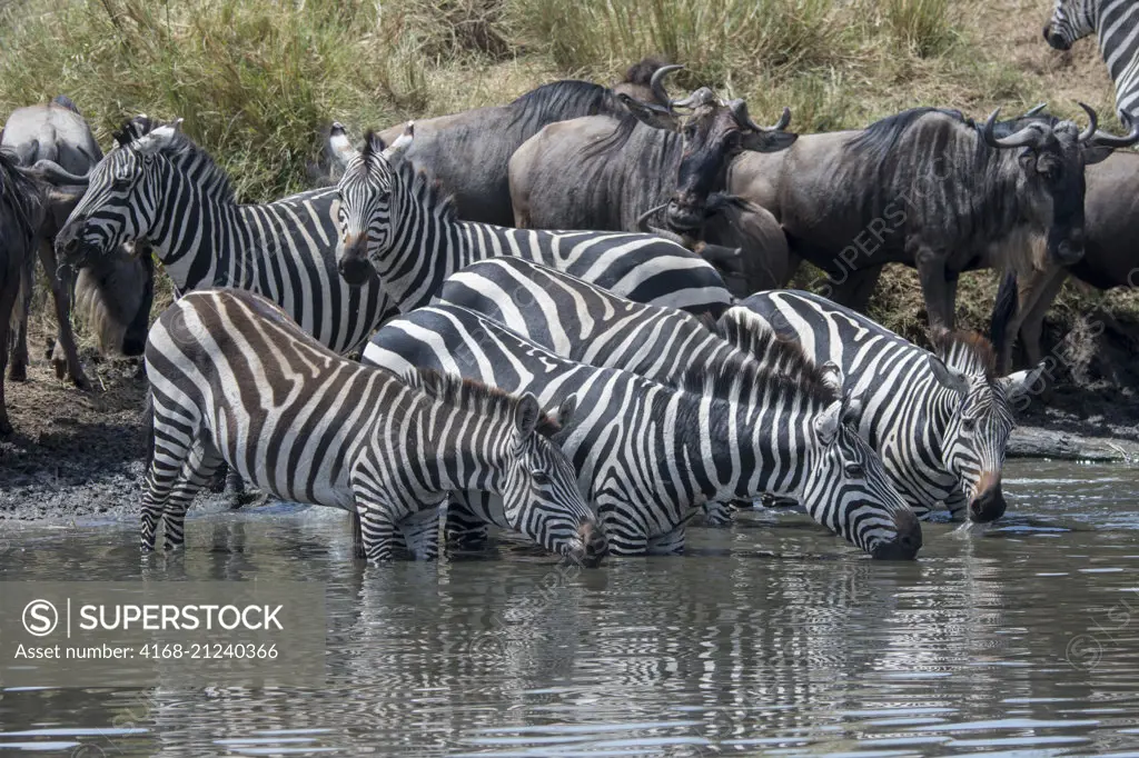 Wildebeests, also called gnus or wildebai, and Plains zebras (Equus quagga, formerly Equus burchellii) also known as the common zebra or Burchell's zebra drinking water while waiting to cross the Mara River in the Masai Mara National Reserve in Kenya during their annual migration.