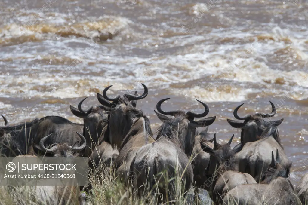 Wildebeests, also called gnus or wildebai, piling up on the river bank while waiting to cross the Mara River in the Masai Mara National Reserve in Kenya during their annual migration.