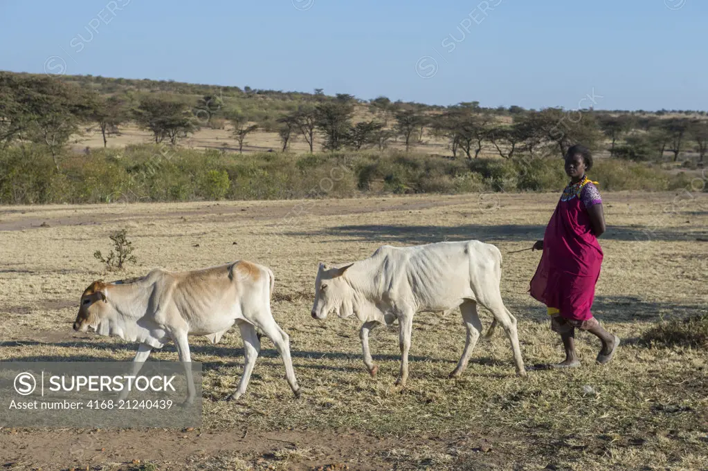 A Maasai woman is herding cattle into the field in the Masai Mara in Kenya.