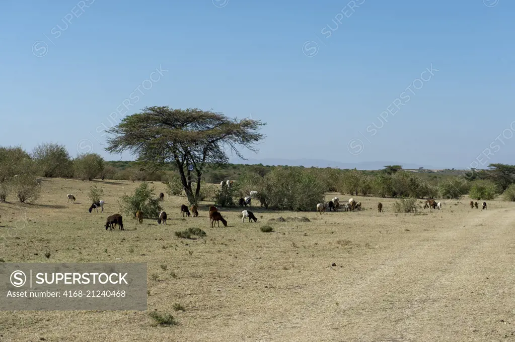 Sheep grazing near a Maasai village in the Masai Mara in Kenya.