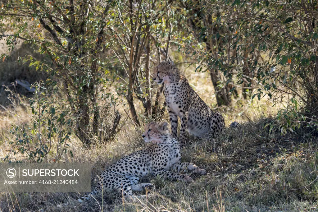 Cheetahs (Acinonyx jubatus) are sitting in the shade of a bush looking for prey in the grassland of the Masai Mara National Reserve in Kenya.