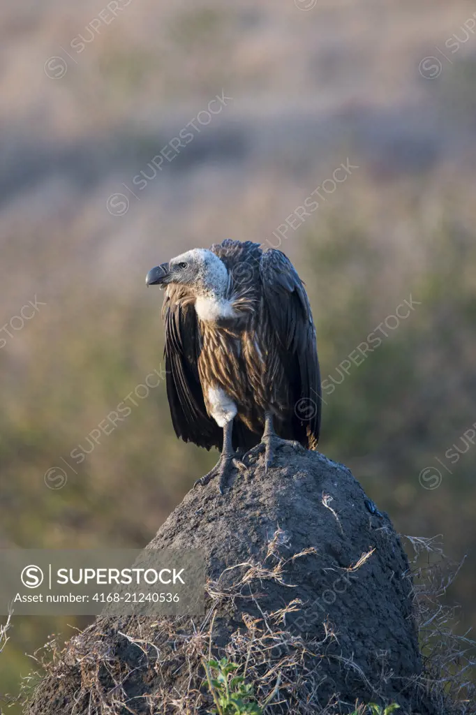 A White-backed vulture (Gyps africanus) is sitting on a termite mound in the Masai Mara National Reserve in Kenya.