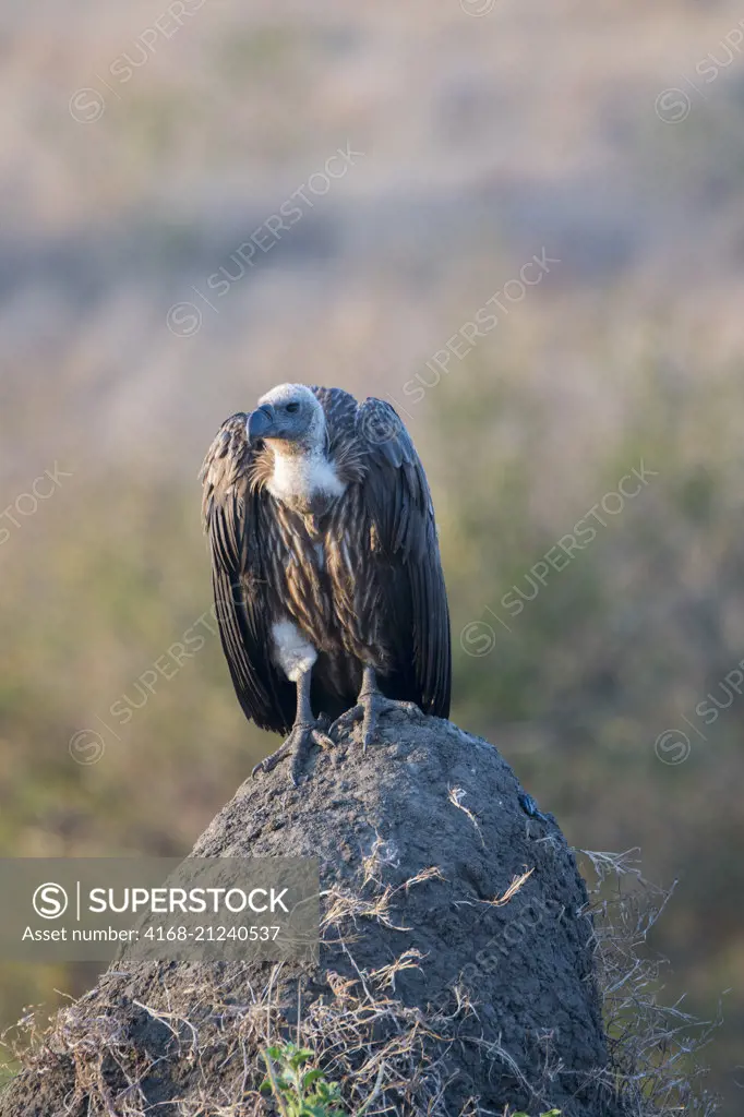A White-backed vulture (Gyps africanus) is sitting on a termite mound in the Masai Mara National Reserve in Kenya.