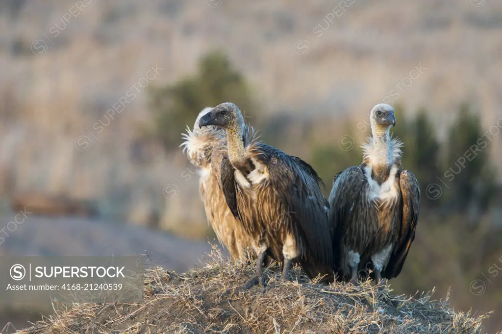 White-backed vultures (Gyps africanus) are sitting on a termite mound in the Masai Mara National Reserve in Kenya.