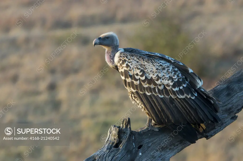 A Ruppell's griffon vulture (Gyps rueppellii) is sitting on a tree in the Masai Mara National Reserve in Kenya.