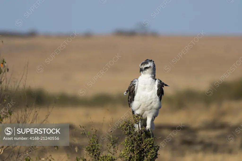 A juvenile Martial eagle (Polemaetus bellicosus) is sitting on a stump of a tree in the Masai Mara National Reserve in Kenya.