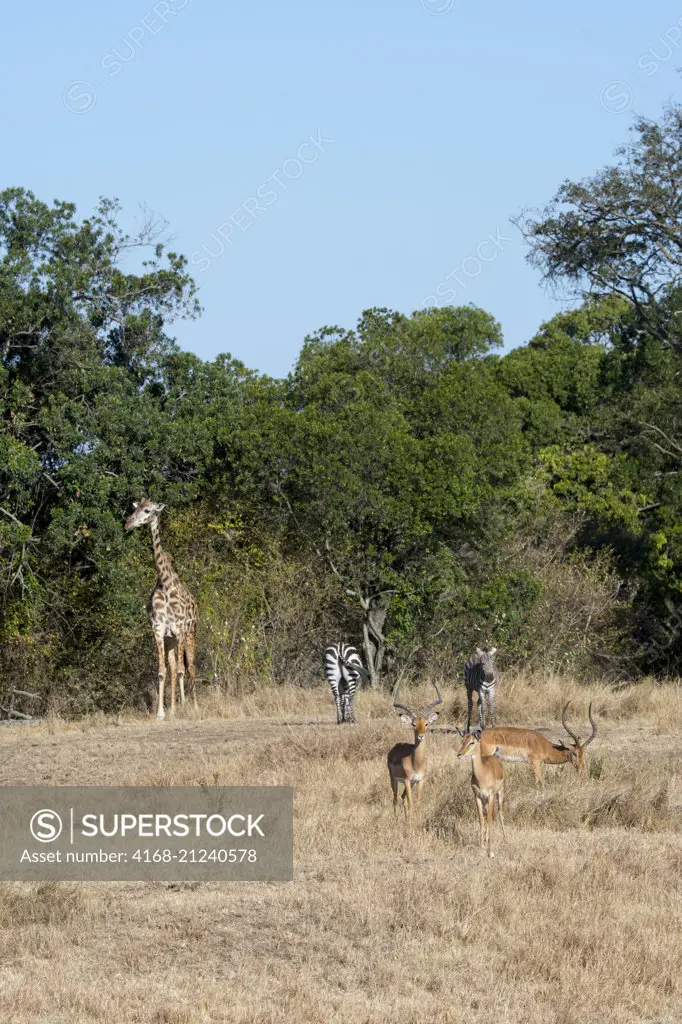 A Masai giraffe (Giraffa tippelskirchi), impalas (Aepyceros melampus) and Plains zebras (Equus quagga, formerly Equus burchellii), also known as the common zebra or Burchell's zebra in the Masai Mara in Kenya.