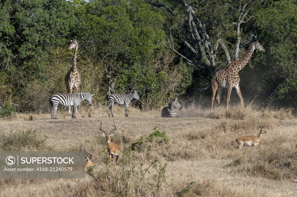 Masai giraffes (Giraffa tippelskirchi), impalas (Aepyceros melampus) and Plains zebras (Equus quagga, formerly Equus burchellii), also known as the common zebra or Burchell's zebra in the Masai Mara in Kenya.