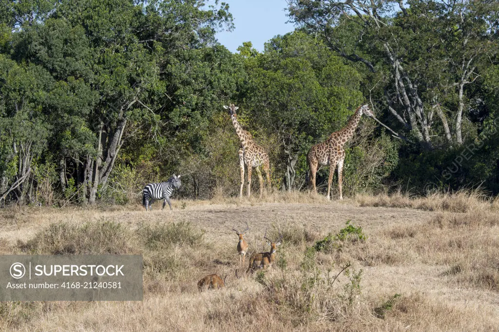 Masai giraffes (Giraffa tippelskirchi), impalas (Aepyceros melampus) and Plains zebras (Equus quagga, formerly Equus burchellii), also known as the common zebra or Burchell's zebra in the Masai Mara in Kenya.