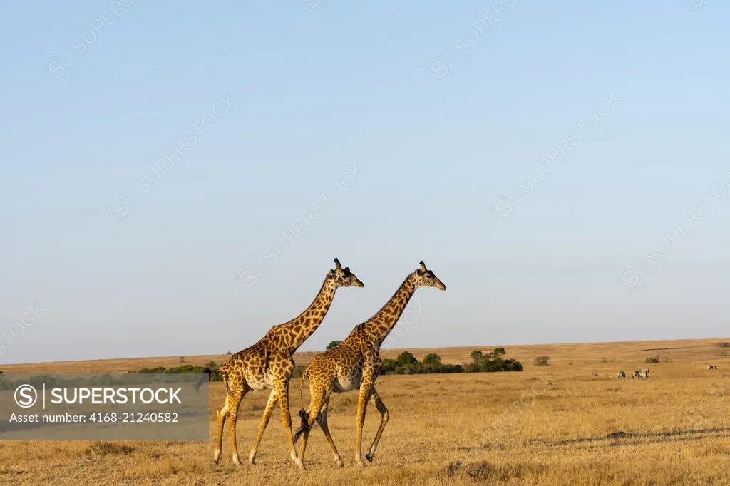Two Masai giraffes (Giraffa tippelskirchi) in evening light in the Masai Mara in Kenya.