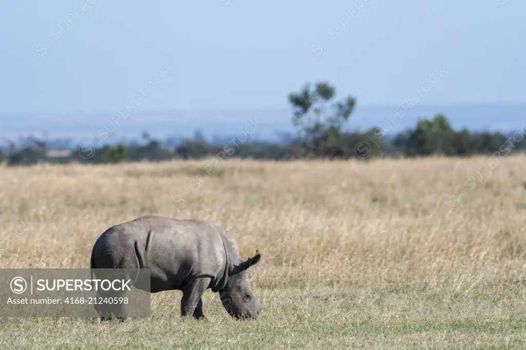 A baby of an endangered white rhinoceros or square-lipped rhinoceros (Ceratotherium simum) at the Ol Pejeta Conservancy in Kenya.