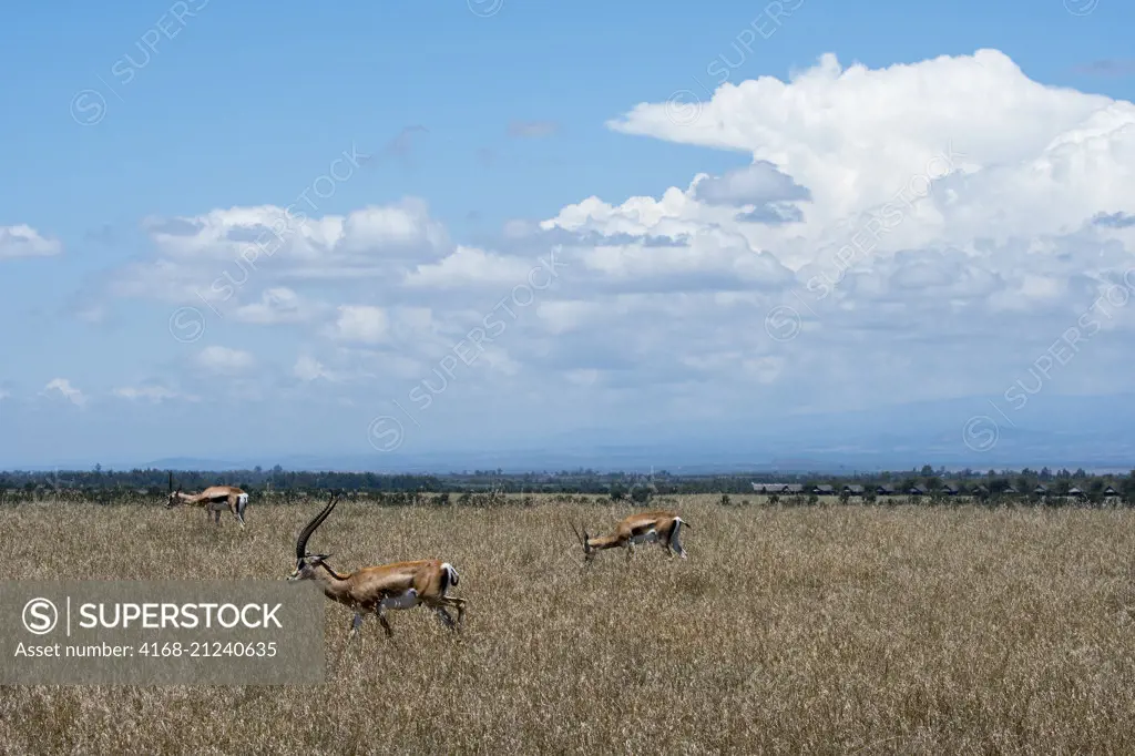 Grant's gazelles (Nanger granti) at the Ol Pejeta Conservancy in Kenya.