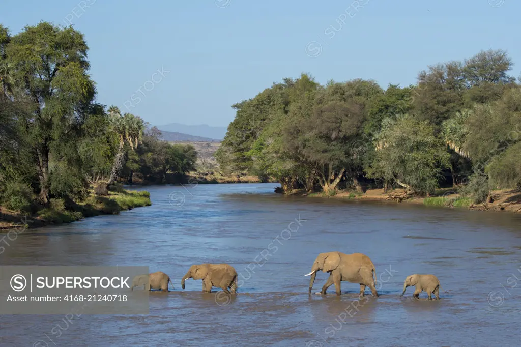 African elephants (Loxodonta africana) crossing the Ewaso Ngiro River in the  Samburu National Reserve in Kenya.
