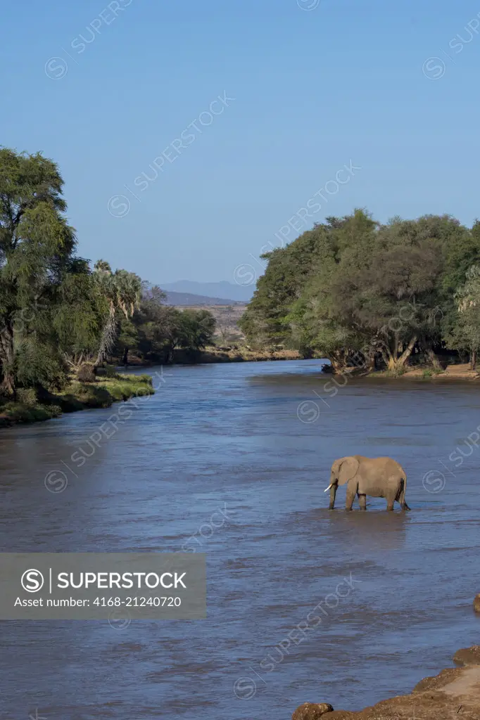 African elephant (Loxodonta africana) crossing the Ewaso Ngiro River in the  Samburu National Reserve in Kenya.