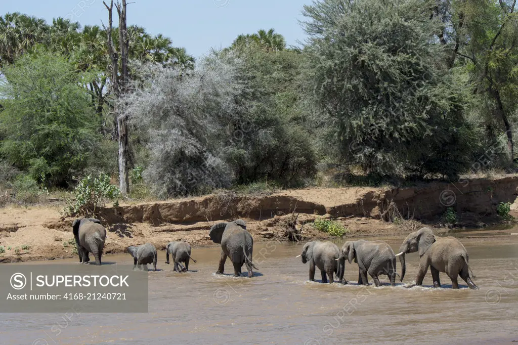African elephants (Loxodonta africana) crossing the Ewaso Ngiro River in the  Samburu National Reserve in Kenya.