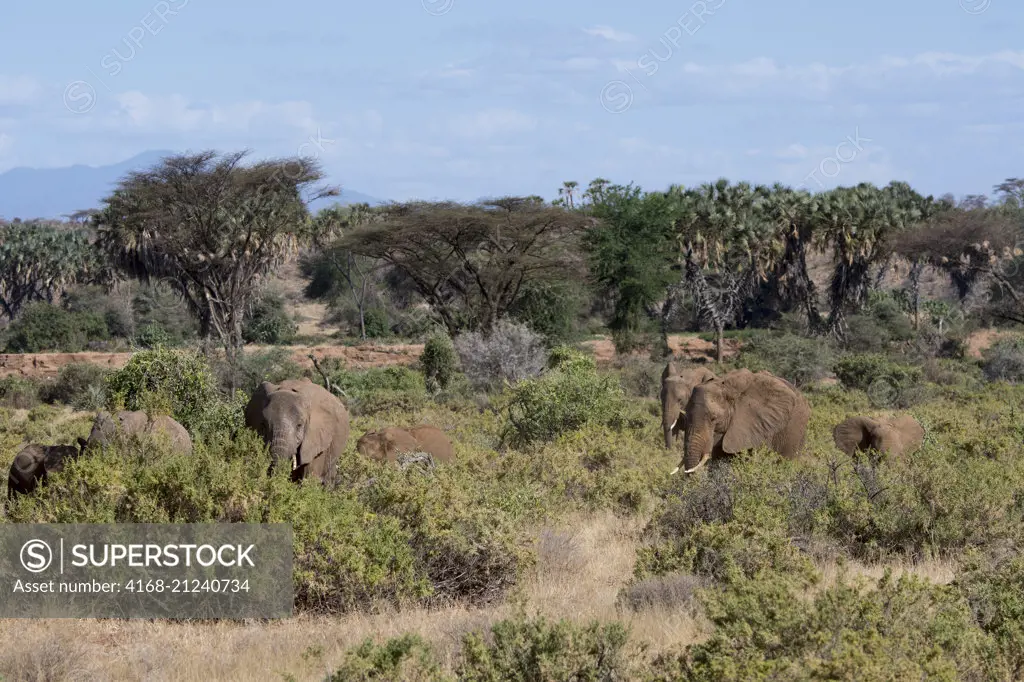 An African elephant (Loxodonta africana) herd on the way to the Ewaso Ngiro River at Samburu National Reserve in Kenya.
