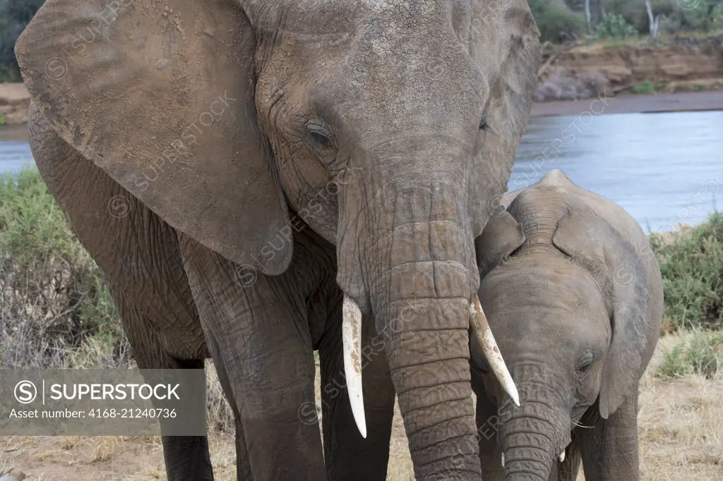 Close-up of an African elephant (Loxodonta africana) mother with calf in the Samburu National Reserve in Kenya.