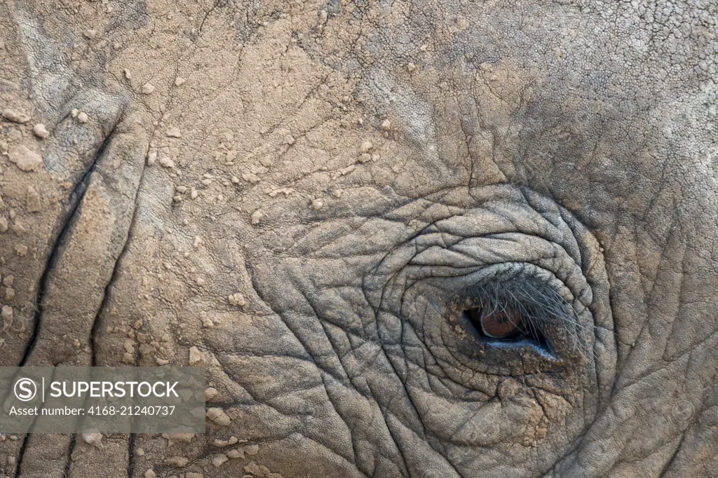 Close-up of an African elephant (Loxodonta africana) eye in the Samburu National Reserve in Kenya.