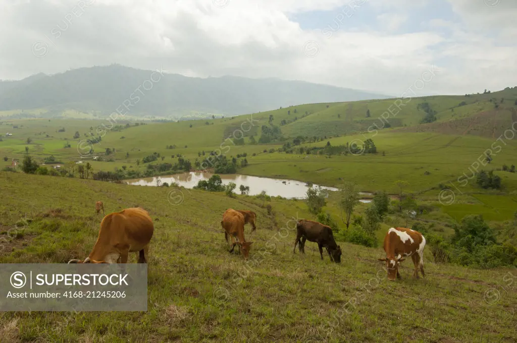 Cows grazing at the Plain of Jars in the central plain of the Xiangkhoang Plateau in Laos.