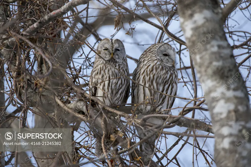 A pair of Ural owls (Strix uralensis) is perched in a tree in a forest near the town of Shibecha on Hokkaido Island, Japan.