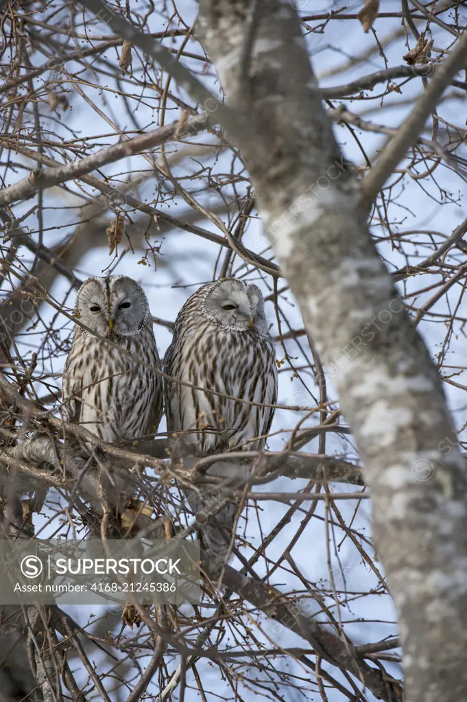 A pair of Ural owls (Strix uralensis) is perched in a tree in a forest near the town of Shibecha on Hokkaido Island, Japan.