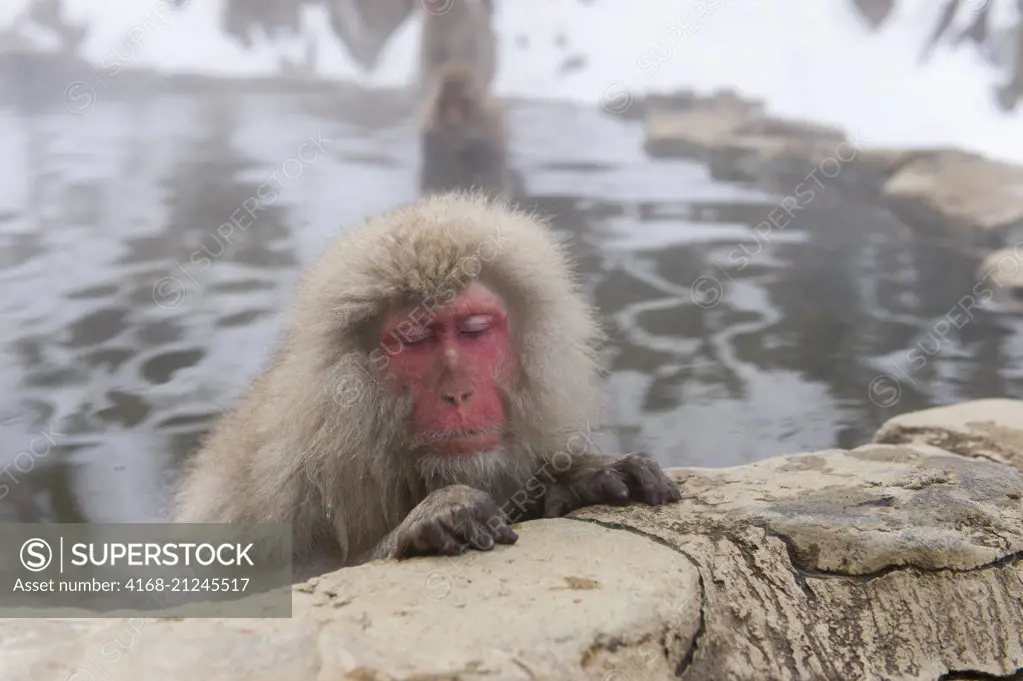 Portrait of a Snow monkey (Japanese macaques) sitting in the hot springs at Jigokudani on Honshu Island, Japan.