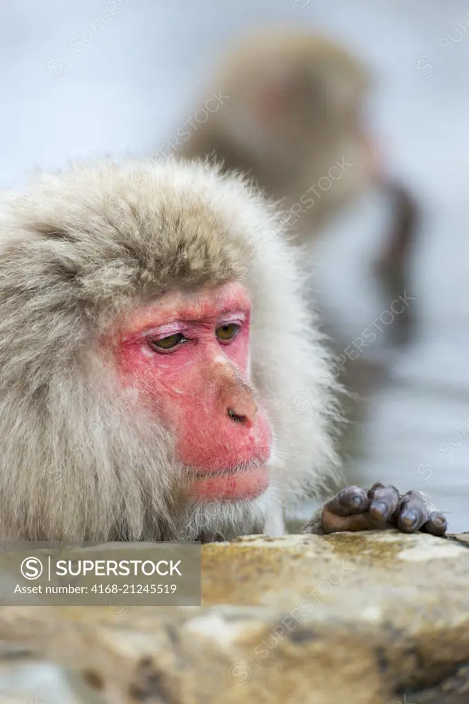 Portrait of a Snow monkey (Japanese macaques) sitting in the hot springs at Jigokudani on Honshu Island, Japan.