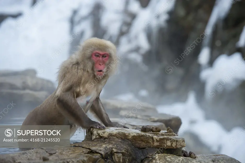 A Snow monkey (Japanese macaques) is coming out of the hot springs at Jigokudani on Honshu Island, Japan.