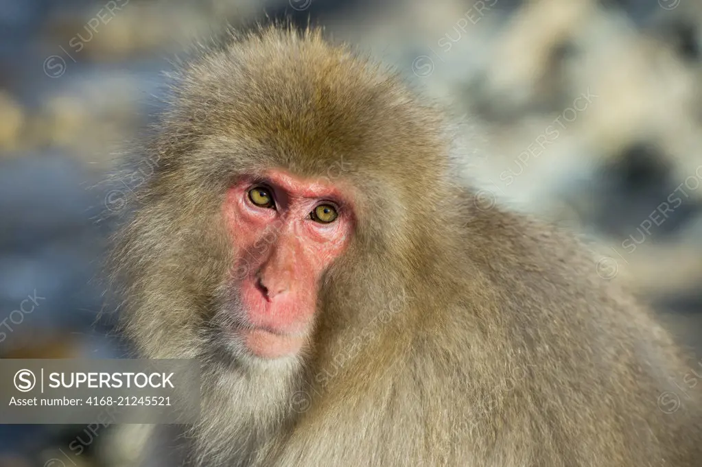 A portrait of a Snow monkey (Japanese macaques) at the hot springs at Jigokudani near Nagano on Honshu Island, Japan.