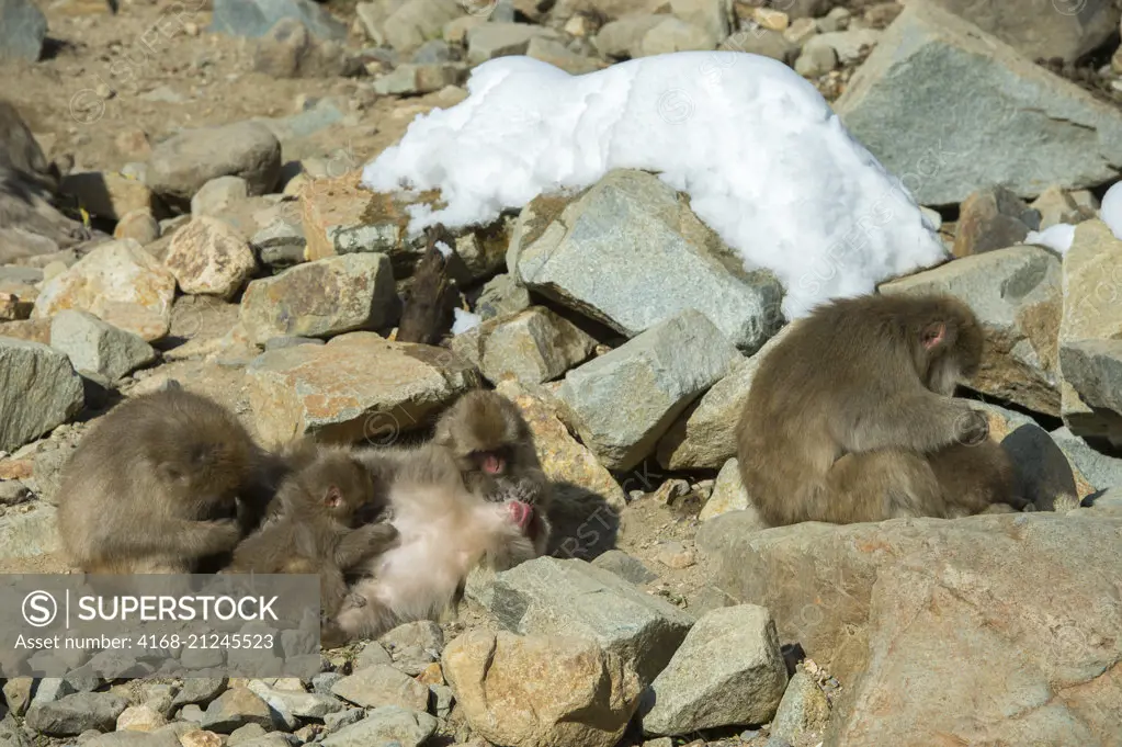 Snow monkeys (Japanese macaques) are sitting on rocks grooming each other at Jigokudani on Honshu Island, Japan.