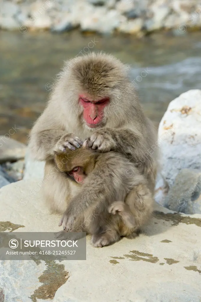 Snow monkeys (Japanese macaques) are sitting on rocks grooming each other at Jigokudani on Honshu Island, Japan.