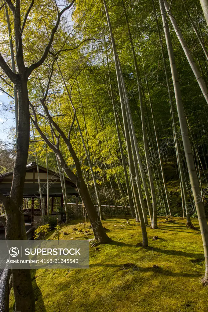 The bamboo grove (Moso bamboo) at the Tenryu-ji Temple (UNESCO World Heritage Site) in Arashiyama, Kyoto, Japan.