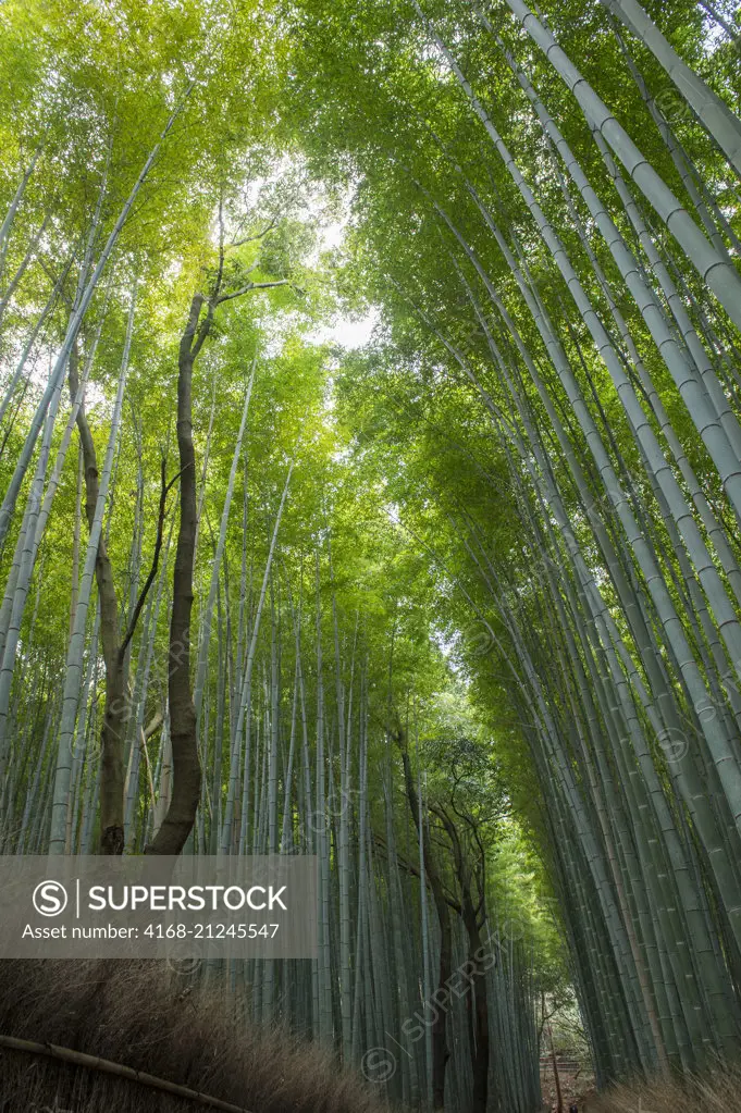 The bamboo grove (Moso bamboo) at the Tenryu-ji Temple (UNESCO World Heritage Site) in Arashiyama, Kyoto, Japan.