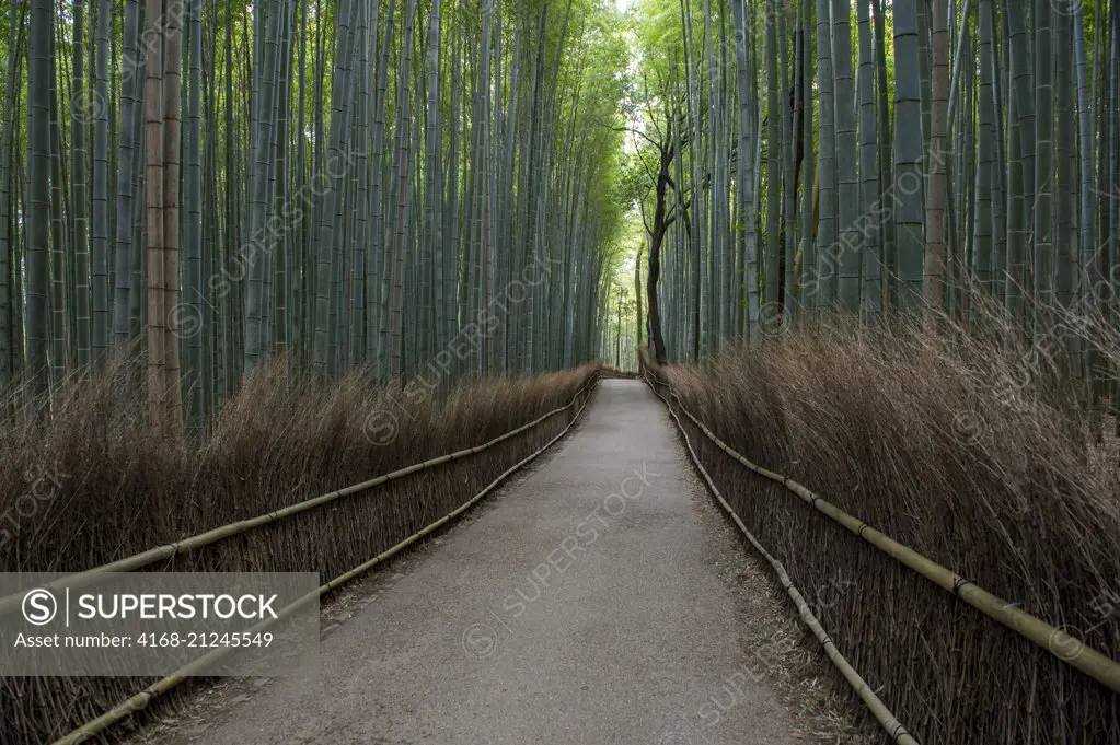 A path with a traditional fence winding through the bamboo grove (Moso bamboo) at the Tenryu-ji Temple (UNESCO World Heritage Site) in Arashiyama, Kyoto, Japan.