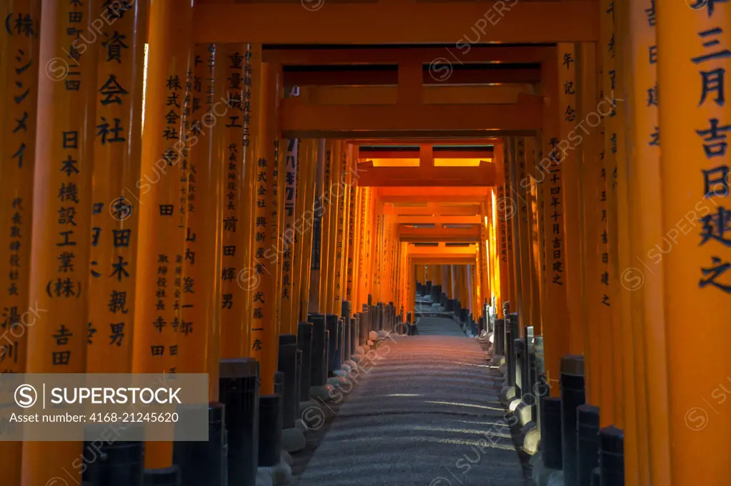 A walkway with tori gates at Fushimi Inari Taisha shrine in Kyoto, Japan which are donated by a Japanese businesses in hope of good business.