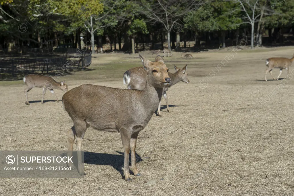 Sika deer in Nara, Japan.