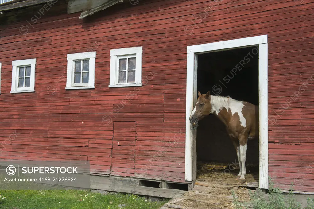 A horse is looking out of a door of a red barn in the town of Palouse in Whitman County in the Palouse near Pullman, Washington State, USA.