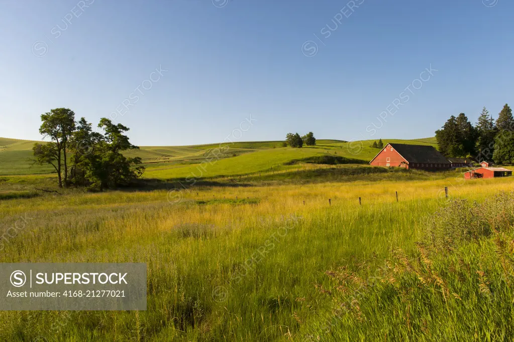 View of a farm with red barns near Pullman in Whitman County in the Palouse, Washington State, USA.