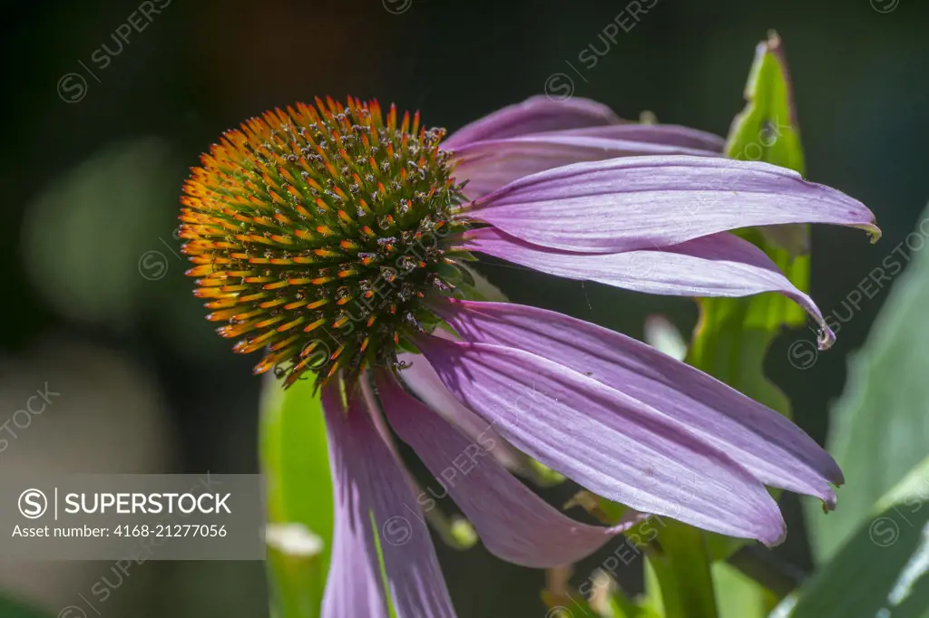 Close-up of a Coneflower (Echinacea) in July in a Kirkland garden in Washington State, USA.