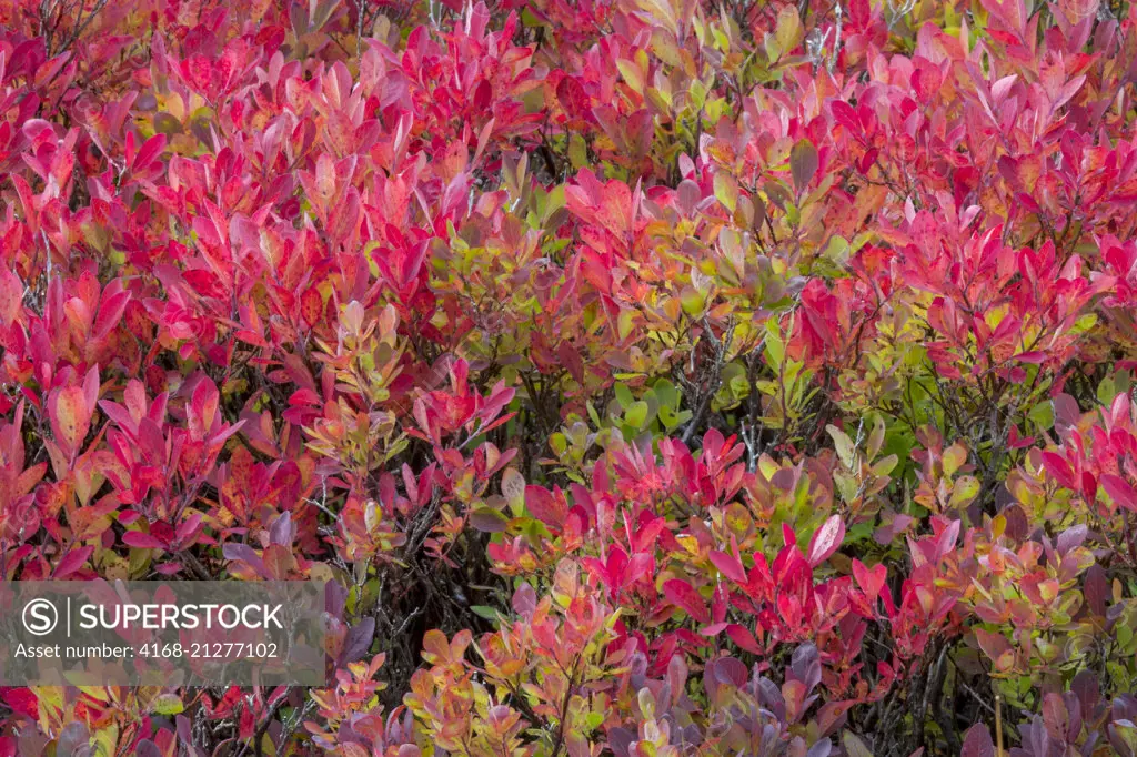 Huckleberry bushes with fall colors at the meadows at Paradise in Mt. Rainier National Park in Washington State, USA.