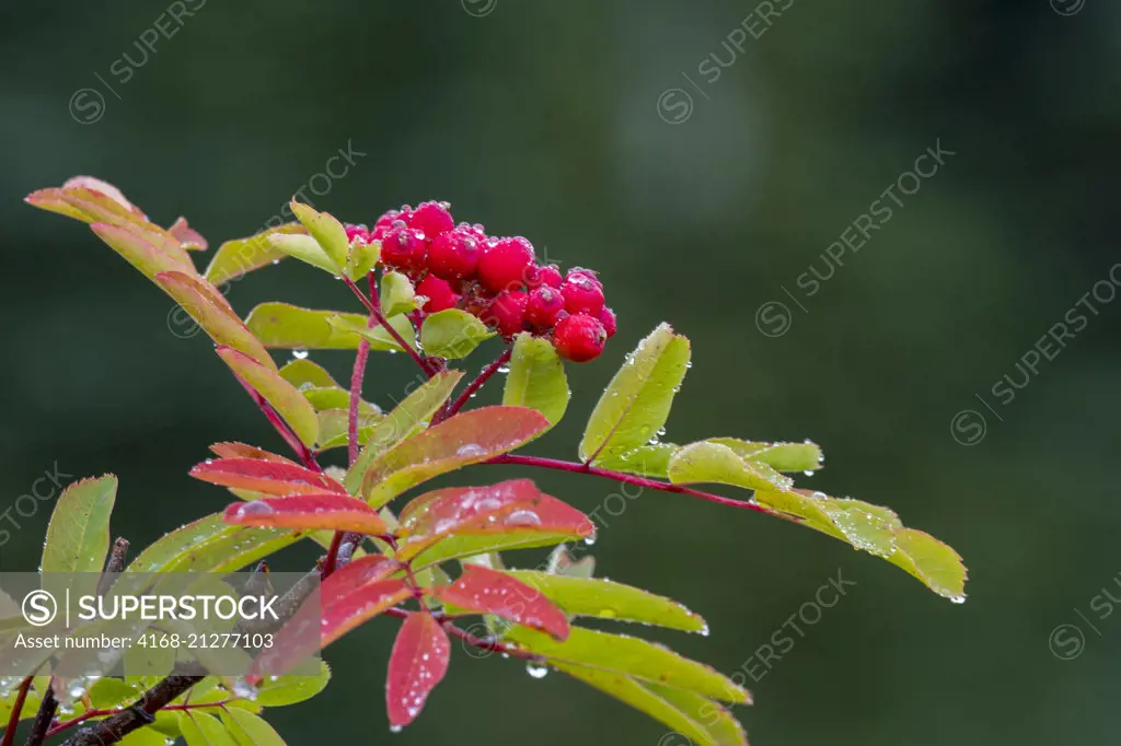 Mountain ash berries in the fall at the meadows at Paradise in Mt. Rainier National Park in Washington State, USA.