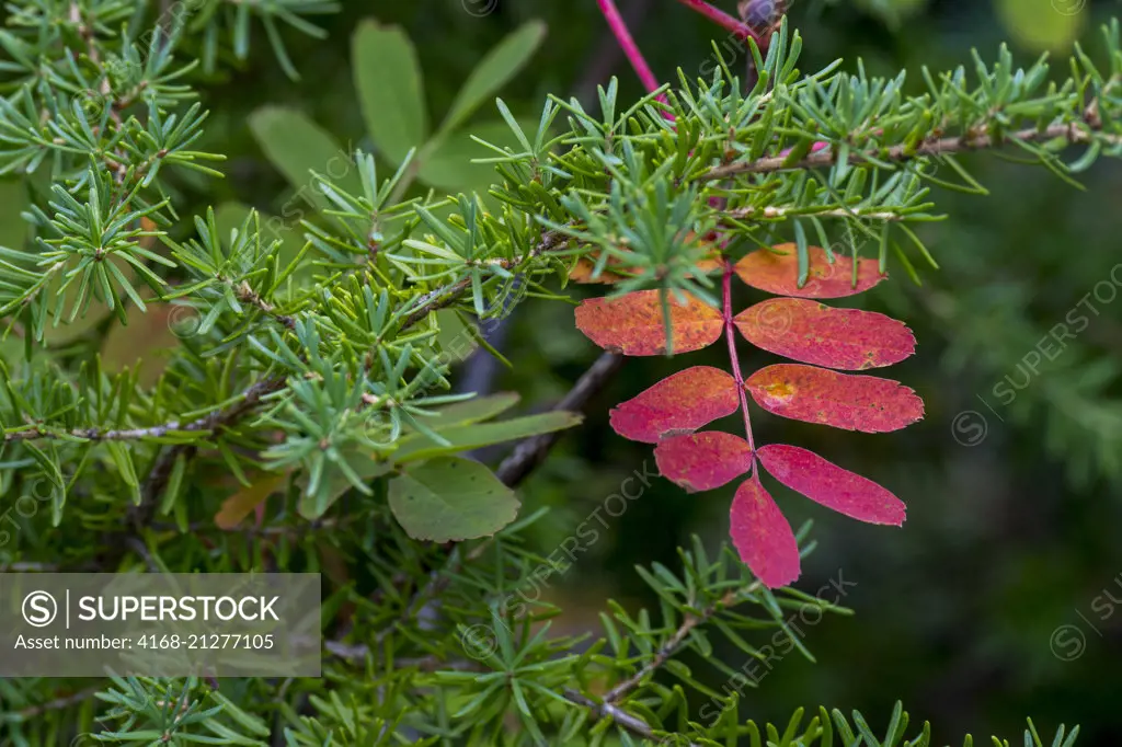 A Mountain ash leaf in the fall at the meadows at Paradise in Mt. Rainier National Park in Washington State, USA.