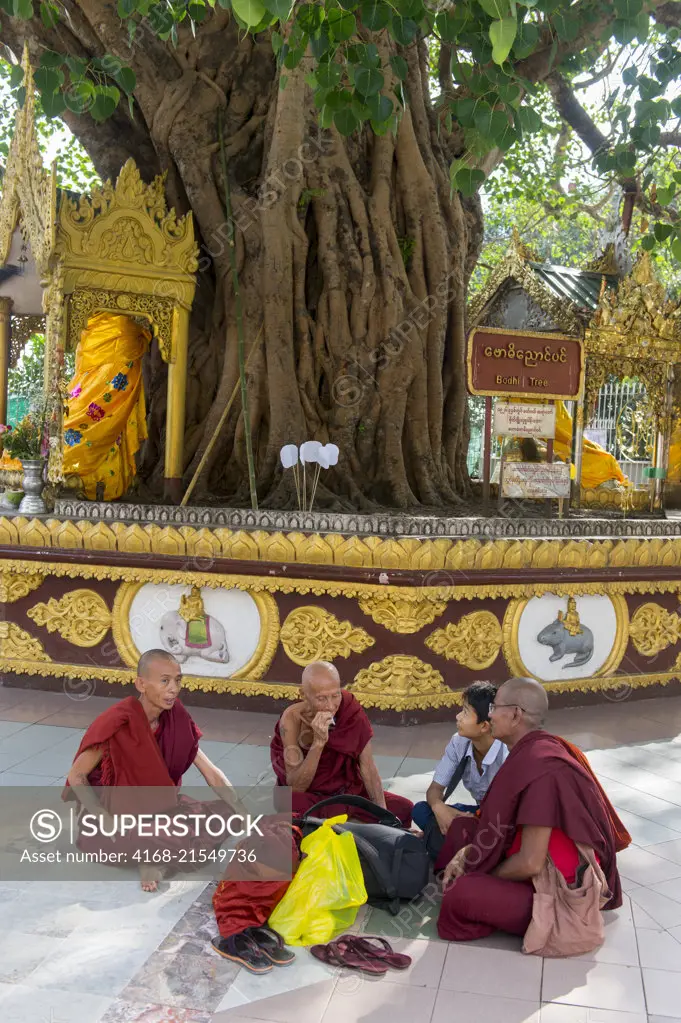 Buddhist monks (novices) sitting under a Bodhi tree at the 2,500 years old Shwedagon Pagoda in Yangon (Rangoon), the largest city in Myanmar.