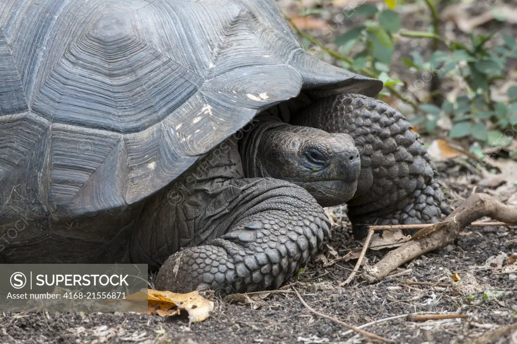 A Giant tortoise in the highlands of Santa Cruz Island (Indefatigable) in the Galapagos Islands, Ecuador.