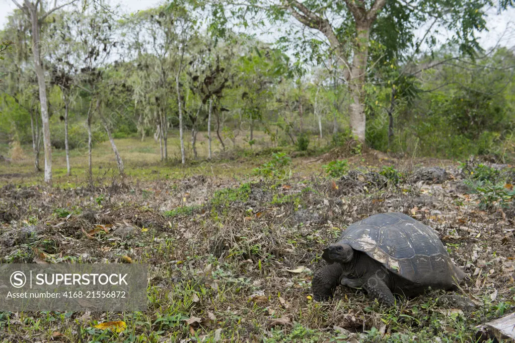 A Giant tortoise in the highlands of Santa Cruz Island (Indefatigable) in the Galapagos Islands, Ecuador.